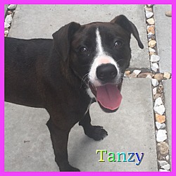 Thumbnail photo of Tanzy #2