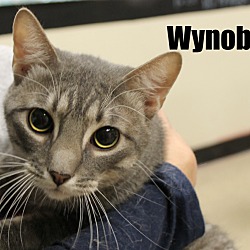 Thumbnail photo of Wynobi #2