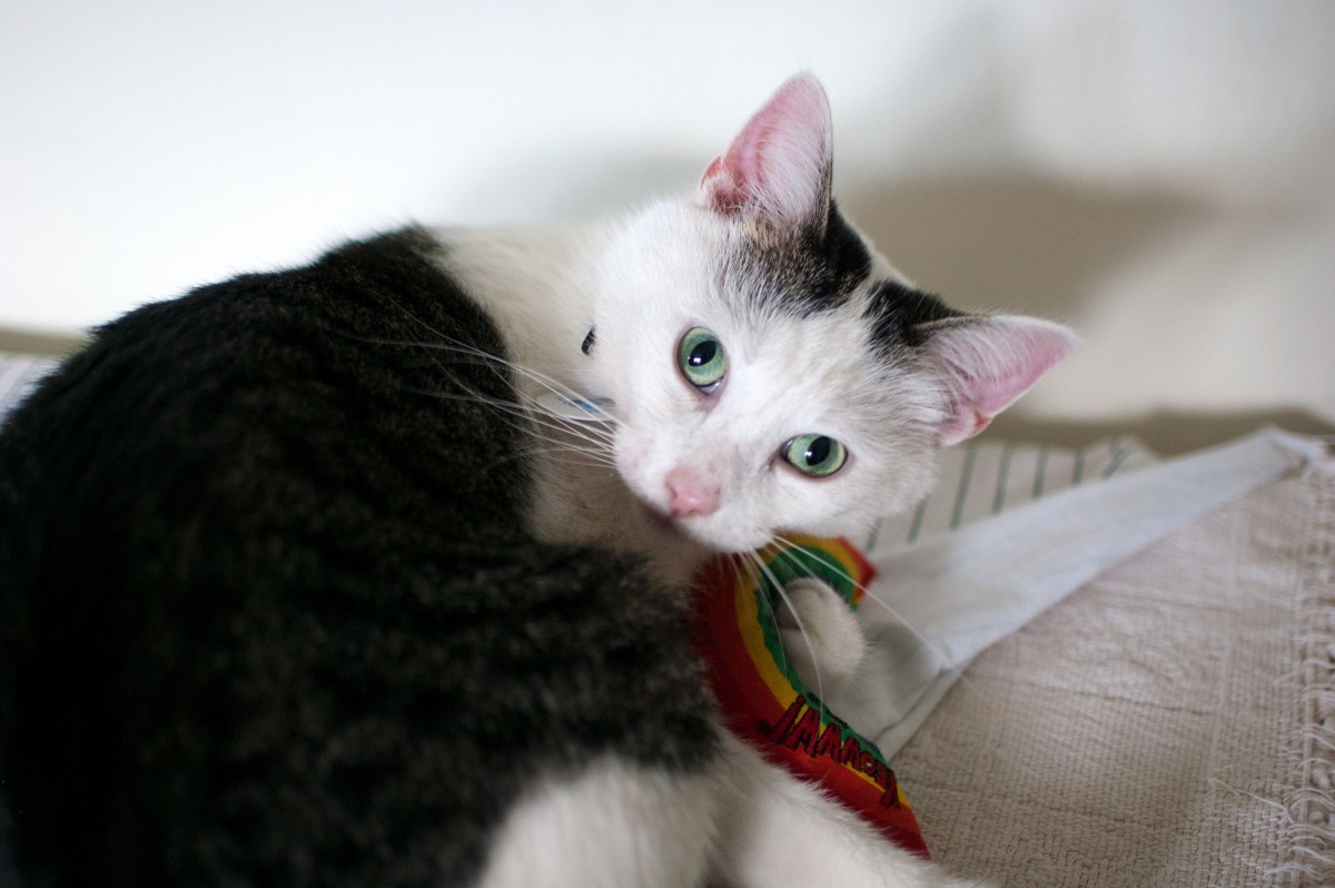 Adopt Sonni A White (Mostly) Turkish Van / Mixed (short ...