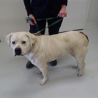 Morrow County Dog Shelter in Mt. Gilead, Ohio