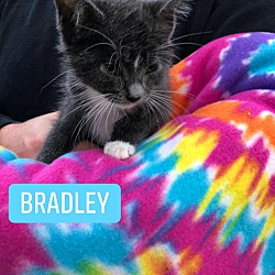 hunterdon somerset animal rescue center