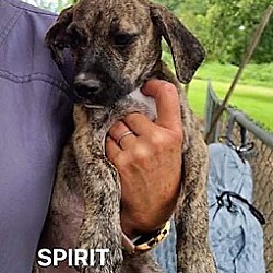 Thumbnail photo of Spirit #4