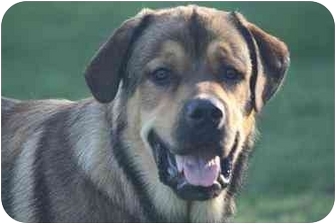 great pyrenees rottweiler