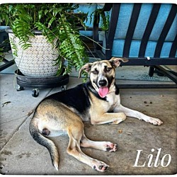 Photo of Lilo (Shepherd Siblings)