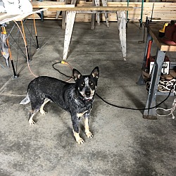 Photo of Blue