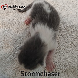 Thumbnail photo of Twister Tails Litter: Storm Chaser #2