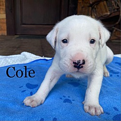 Thumbnail photo of Cole #1