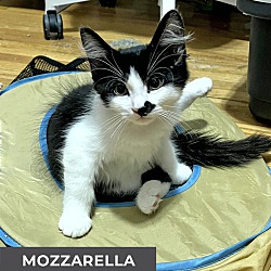 Thumbnail photo of Mozzarella #2