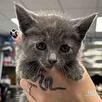 adopt a pet