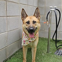 adopt-pet