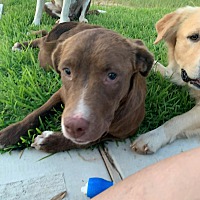 adopt a pet