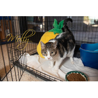 adopt-pet
