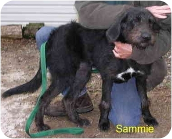 Millville Pa Irish Wolfhound Meet Sammie A Pet For Adoption