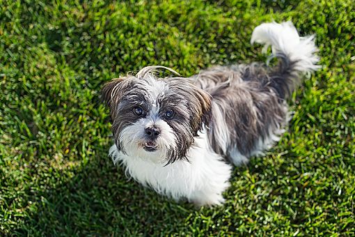 Ogden Ut Havanese Meet Braveheart A Pet For Adoption