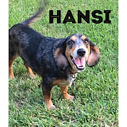 Thumbnail photo of Hansi #2