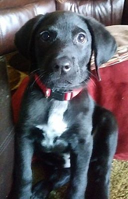 labrador rescue north east