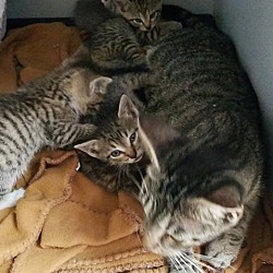 Photo of Crystal + 5 Kittens (URGENT)