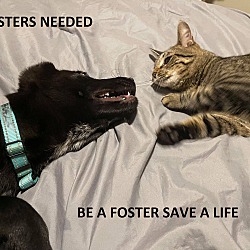 Photo of FOSTERS NEEDED