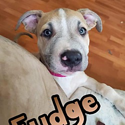 Thumbnail photo of Fudge #2