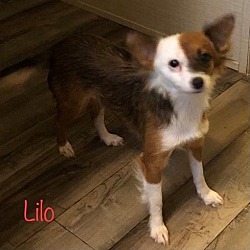 Thumbnail photo of Lilo #1