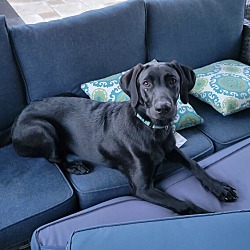 Photo of Scarlett (Red)