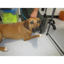 Photo of BRANDY