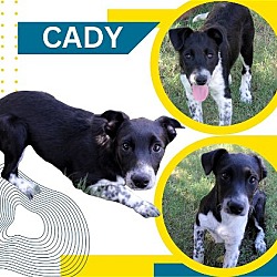 Photo of Cady