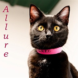 Thumbnail photo of Allure #1