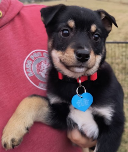 Avon, IN - Finnish Spitz/Bernese Mountain Dog. Meet Benjamin a Pet for