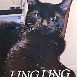 Photo of LingLing