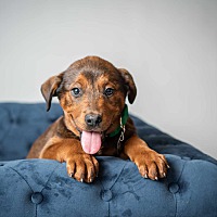 adopt a pet