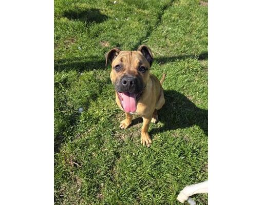 Detroit, MI - Bullmastiff/Mastiff. Meet Nora a Pet for Adoption ...