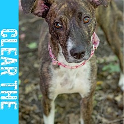 Photo of Garden - Foster to Adopt - Clear the Shelter Promo