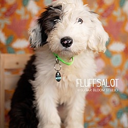 Thumbnail photo of Fluffsalot #1