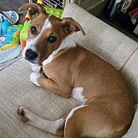 adopt a pet