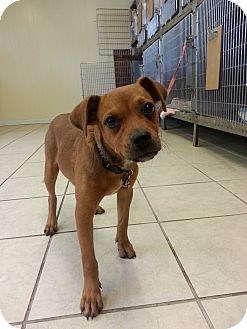 Lawrenceville Ga Boxer Meet Lucy A Pet For Adoption
