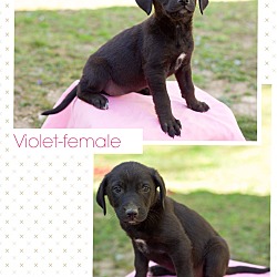 Thumbnail photo of Violet (dc) #3