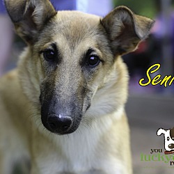 Thumbnail photo of Senoia #1