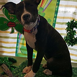 Thumbnail photo of Agnes-Adopted! #2