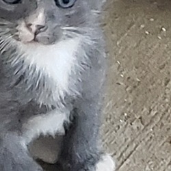 Photo of Female kitten