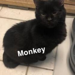 Thumbnail photo of Monkey #2