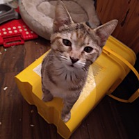 adopt a pet