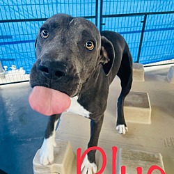 Photo of Blue