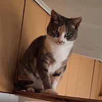 adopt a pet