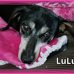Thumbnail photo of LuLu #1