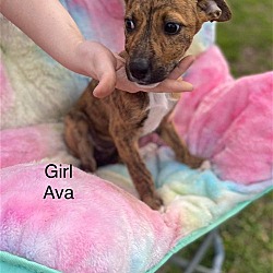 Thumbnail photo of Ava #1