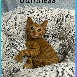 Photo of Guinness