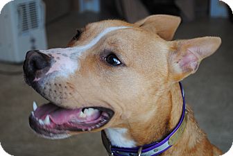 basenji staffordshire mix