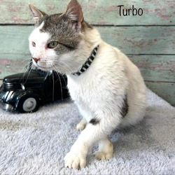 Photo of Turbo