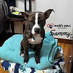 Photo of Sammy (Courtesy Post)